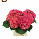HYDRANGEA M SCARLET PINK 65cm 21Ø / 1 DEMET - 5 DAL