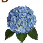 HYDRANGEA DARK BLUE SELECT 60cm 20Ø / 1 DEMET - 5 DAL