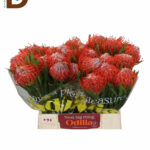LEUCOSPERMUM CO TANGO 40cm / 1 DEMET - 5 DAL