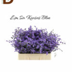 LIMONIUM SIN KANSAS BLUE 60cm 20gram / 1 DEMET - 25 DAL