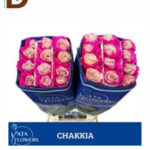 ROSA GR PAINT CHAKKIA 70cm 23std / 1 KUTU - 25 ADET