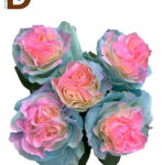 ROSA GR AURORA TINTED 60cm 23std / 1 KUTU - 25 ADET / İTHAL EKVATOR GÜL