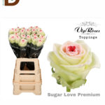 ROSA GR SUGAR LOVE PREMIUM 60cm 23std / 1 DEMET - 10 ADET