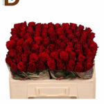 ROSA GR UPPER CLASS 50cm 24std / 1 DEMET - 10 DAL / İTHAL KIRMIZI GÜL