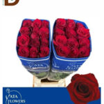 ROSA GR EXPLORER 80cm 23std / 1 KUTU - 25 ADET / İTHAL KIRMIZI EKVATOR GÜL