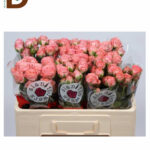 ROSA TR AMAZING MAGIC 60cm 23std / 1 DEMET - 10 DAL / İTHAL ÇARDAK GÜL