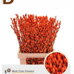 SALIX SNOW FLAKE RED / 1 BALYA - 50 ADET