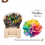 TULIPA EN RAINBOW 38cm 38gram 33std / 1 DEMET - 10 DAL