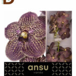 VANDA SU CHOC BROWN / 1 KUTU - 12 ADET
