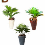 LIVISTONA ROTUNDIFOL 14Q 50CM / İTHAL LİVİSTONYA / 1 ADET