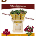 ALSTROEMERIA NOIZE 75cm 80gram / 1 DEMET - 10 DAL