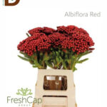 BRUNIA ALBIFLORA BURGUNDY 35CM / İTHAL KESME BRUNIA / 1 DEMET - 10 DAL