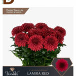 CHRYSANTHEMUM G LAMIRA RED 70cm 85g / İTHAL KIRMIZI ANASTASYA / 1 DEMET - 10 DAL