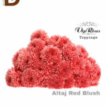 CHRYSANTHEMUM T ALTAJ RED BLUSH  / İTHAL ALTAJ BİÇME / 1 DEMET - 5 DAL