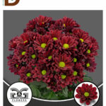 CHRYSANTHEMUM T MEXICANO 70cm 90gram / İTHAL BİÇME / 1 DEMET - 5 DAL