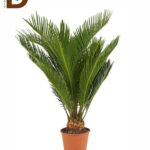 CYCAS REVOLUTA 15Ø 50CM / İTHAL CYCAS / 1 ADET
