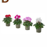 CYCLAMEN GR SUP XL 13Ø 30cm 27cm 34std / İTHAL CYCLAMEN / 1 ADET