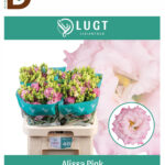 EUSTOMA G ALISSA PINK 70cm / İTHAL KESME LİSİANTHUS / 1 DEMET - 10 DAL