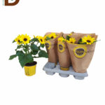 HELIANTHUS AN SUNSATION Q13 30CM / İTHAL AYÇİÇEĞİ / 1 ADET
