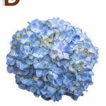 HYDRANGEA BLUE PREMIUM CENIZO 60CM / İTHAL KESME ORTANCA / 1 DEMET - 5 DAL