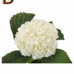 HYDRANGEA M BIANCA 65CM / İTHAL KESME ORTANCA / 1 DEMET - 5 DAL