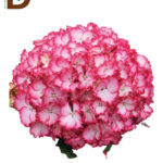 HYDRANGEA M DREAM 50cm / İTHAL ORTANCA / 1 DEMET - 5 DAL