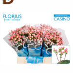 HYPERICUM COCO CASINO 50CM / İTHAL KESME HYPERICUM / 1 DEMET - 10 DAL