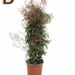 JASMINUM POLYANTHUM RZ 17Ø 65cm 500fl 22std / İTHAL YASEMİN / 1 ADET