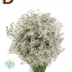 LIMONIUM CASP WHITE NETO 70cm 44gram / İTHAL KESME LIMONIUM / 1 BALYA - 25 DAL
