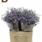 LIMONIUM OV UTAH BLUE 65cm 30gram / İTHAL LIMONIUM / 1 BALYA - 25 DAL