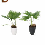 LIVISTONA ROTUNDIFOL 14Q 50CM / İTHAL LİVİSTONYA / 1 ADET