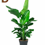 STRELITZIA NICOLAI 24Ø 140CM / İTHAL STARLİÇE / 1 ADET