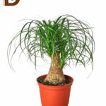 NOLINA (BEAUCARNEA) 17Ø 55CM / İTHAL NOLINA / 1 ADET