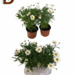PAPATYA (ARGYRANTHEMUM SP.) / MEVSİMLİK / 1 ADET