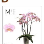 PHALAENOPSIS MARVEL LIGHT PINK 17Q 65CM 3BR 22STD / 1 ADET