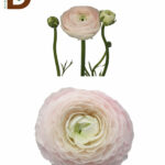 RANUNCULUS CLOONEY HANOI 45CM / İTHAL ERENGÜL / 1 BALYA - 25 DAL