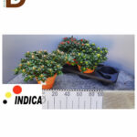 RHODODENDRON SI V MIX 3 SRT 17Q 35CM / TOPRAK SAKSILI / 1 ADET