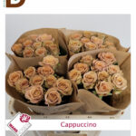ROSA GR CAPPUCCINO 40cm 24std / İTHAL GÜL / 1 DEMET - 10 DAL