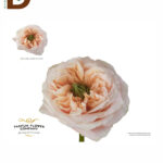 ROSA GR MELON XPRESSION 60CM / İTHAL EKVATOR GÜL / 1 KUTU - 25 ADET