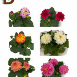 YILDIZ (DAHLİA SP.)  / MEVSİMLİK / 1 ADET