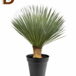 YUCCA ROSTRATA 40Ø 120CM / İTHAL YUCCA / 1 ADET