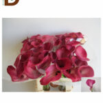 ZANTEDESCHIA DENVER 60CM / İTHAL KESME GALA / 1 DEMET - 10 DAL