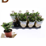 SCHLUMBERGERA OV 510Q 30CM23std 25fl / İTHAL YILBAŞI / 1 ADET